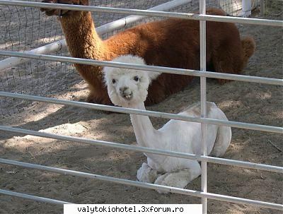 poze funny:) - ink una...asta e o noua specie de lame=)) - poze